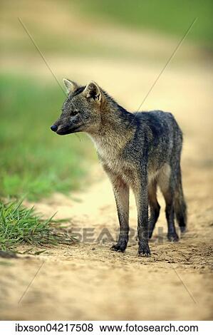Crab-eating fox (Cerdocyon thous), adult, alert, Pantanal, Mato Grosso, Brazil, South America View Large Photo Image Stock Photo - Crab-eating fox (Cerdocyon thous), adult, alert, Pantanal, Mato Grosso, Brazil, South America. Fotosearch