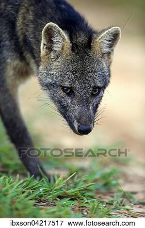 Crab-eating fox (Cerdocyon thous), adult, prowling, portrait, Pantanal, Mato Grosso, Brazil, South America View Large Photo Image Stock Photo - Crab-eating fox (Cerdocyon thous), adult, prowling, portrait, Pantanal, Mato Grosso, Brazil, South America. Fotosearch