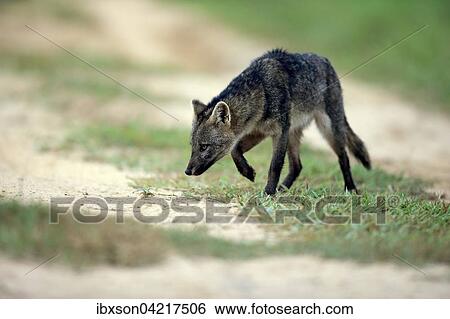 Crab-eating fox (Cerdocyon thous), adult, alert, stalking, Pantanal, Mato Grosso, Brazil, South America View Large Photo Image Stock Photograph - Crab-eating fox (Cerdocyon thous), adult, alert, stalking, Pantanal, Mato Grosso, Brazil, South America. Fotosearch