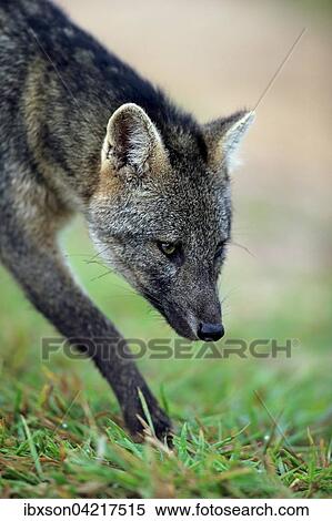Crab-eating fox (Cerdocyon thous), adult, prowling, portrait, Pantanal, Mato Grosso, Brazil, South America View Large Photo Image Stock Photography - Crab-eating fox (Cerdocyon thous), adult, prowling, portrait, Pantanal, Mato Grosso, Brazil, South America. Fotosearch