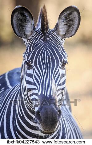 Crawshay's zebra (Equus quagga crawshaii), portrait, South Luangwa National Park, Zambia, Africa View Large Photo Image Stock Image - Crawshay's zebra (Equus quagga crawshaii), portrait, South Luangwa National Park, Zambia, Africa. Fotosearch