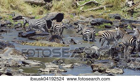 Crocodile (Crocodylus niloticus), lurking in the water near zebras (Equus quagga), at the Mara River, Maasai Mara National Reserve, Narok County, Kenya, Africa View Large Photo Image Picture - Crocodile (Crocodylus niloticus), lurking in the water near zebras (Equus quagga), at the Mara River, Maasai Mara National Reserve, Narok County, Kenya, Africa. Fotosearch