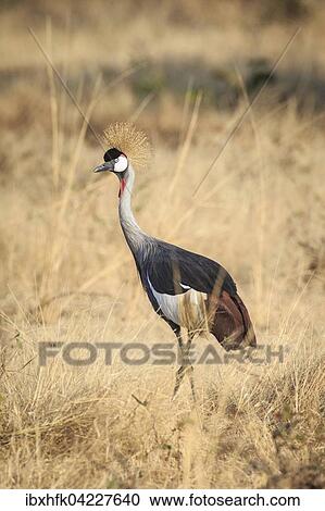 Stock Image - Crowned Crane (Balearica pavonina), in grassland, South Luangwa National Park, Zambia, Africa. Fotosearch