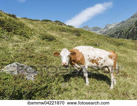 Stock Image - Curious cow in a meadow, Rohrmoos-Untertal, Schladming Tauern, Styria, Austria, Europe. Fotosearch