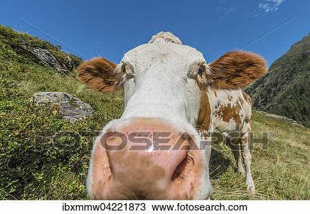 Curious cow in a meadow, Rohrmoos-Untertal, Schladming Tauern, Styria, Austria, Europe View Large Photo Image Stock Image - Curious cow in a meadow, Rohrmoos-Untertal, Schladming Tauern, Styria, Austria, Europe. Fotosearch