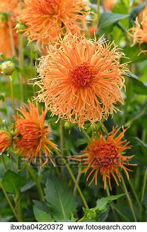 Dahlia (Dahlia), Struwwelpeter variety, North Rhine-Westphalia, Germany, Europe View Large Photo Image Stock Image - Dahlia (Dahlia), Struwwelpeter variety, North Rhine-Westphalia, Germany, Europe. Fotosearch