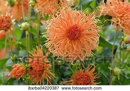 Dahlia (Dahlia), Struwwelpeter variety, North Rhine-Westphalia, Germany, Europe View Large Photo Image Stock Photo - Dahlia (Dahlia), Struwwelpeter variety, North Rhine-Westphalia, Germany, Europe. Fotosearch
