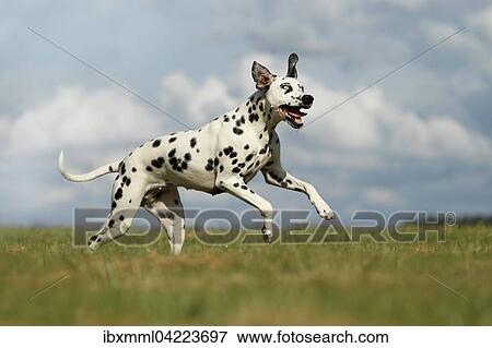 Dalmatian with one blue eye running through a meadow, different colored eyes, heterochromia iridum, Germany, Europe View Large Photo Image Stock Photo - Dalmatian with one blue eye running through a meadow, different colored eyes, heterochromia iridum, Germany, Europe. Fotosearch