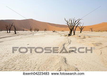 Stock Image - Dead camel thorn trees (Acacia erioloba) in Deadvlei, Sossusvlei, Namib Desert, Namibia, Africa. Fotosearch
