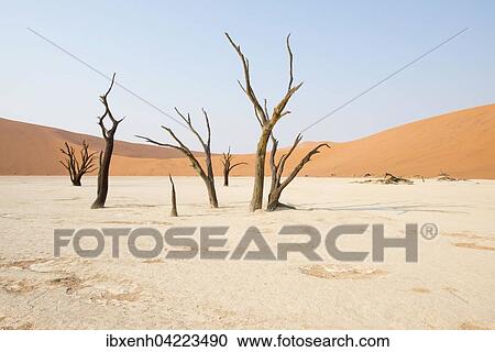 Dead camel thorn trees (Acacia erioloba) in Deadvlei, Sossusvlei, Namib Desert, Namibia, Africa View Large Photo Image Stock Image - Dead camel thorn trees (Acacia erioloba) in Deadvlei, Sossusvlei, Namib Desert, Namibia, Africa. Fotosearch