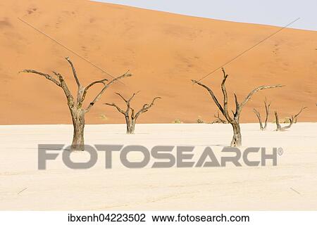 Stock Image - Dead camel thorn trees (Acacia erioloba) in Deadvlei, Sossusvlei, Namib Desert, Namibia, Africa. Fotosearch