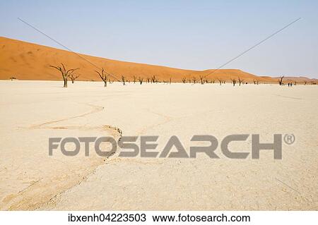 Dead camel thorn trees (Acacia erioloba) in Deadvlei, Sossusvlei, Namib Desert, Namibia, Africa View Large Photo Image Stock Image - Dead camel thorn trees (Acacia erioloba) in Deadvlei, Sossusvlei, Namib Desert, Namibia, Africa. Fotosearch