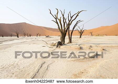 Dead camel thorn trees (Acacia erioloba) in Deadvlei, Sossusvlei, Namib Desert, Namibia, Africa View Large Photo Image Stock Photo - Dead camel thorn trees (Acacia erioloba) in Deadvlei, Sossusvlei, Namib Desert, Namibia, Africa. Fotosearch