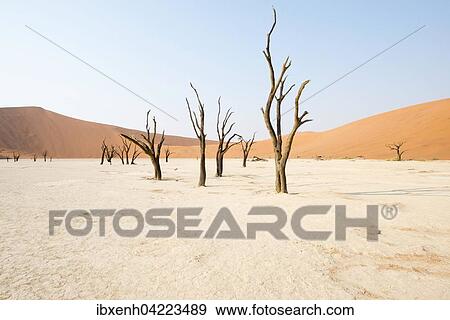 Dead camel thorn trees (Acacia erioloba) in Deadvlei, Sossusvlei, Namib Desert, Namibia, Africa View Large Photo Image Stock Photo - Dead camel thorn trees (Acacia erioloba) in Deadvlei, Sossusvlei, Namib Desert, Namibia, Africa. Fotosearch