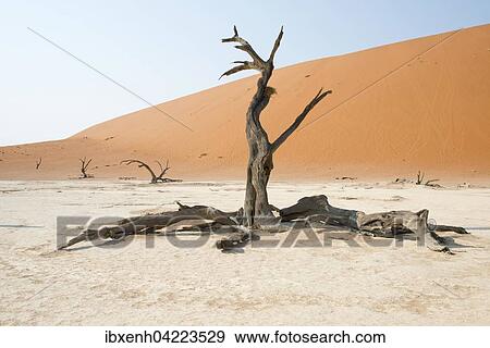 Dead camel thorn trees (Acacia erioloba) in Deadvlei, Sossusvlei, Namib Desert, Namibia, Africa View Large Photo Image Stock Photo - Dead camel thorn trees (Acacia erioloba) in Deadvlei, Sossusvlei, Namib Desert, Namibia, Africa. Fotosearch