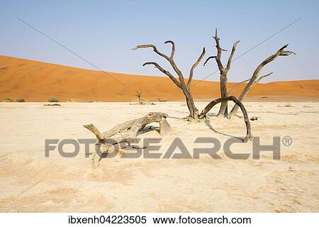 Dead camel thorn trees (Acacia erioloba) in Deadvlei, Sossusvlei, Namib Desert, Namibia, Africa View Large Photo Image Stock Photography - Dead camel thorn trees (Acacia erioloba) in Deadvlei, Sossusvlei, Namib Desert, Namibia, Africa. Fotosearch