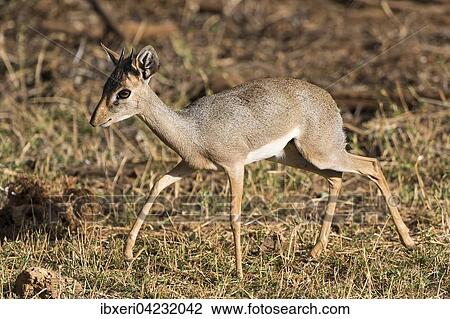 Dik-dik (Madoqua), Samburu National Reserve, Kenya, Africa View Large Photo Image Stock Image - Dik-dik (Madoqua), Samburu National Reserve, Kenya, Africa. Fotosearch