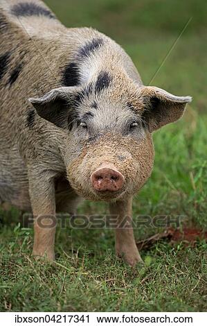 Domestic pig (Porcus domesticus), female, Pantanal, Mato Grosso, Brazil, South America View Large Photo Image Stock Image - Domestic pig (Porcus domesticus), female, Pantanal, Mato Grosso, Brazil, South America. Fotosearch