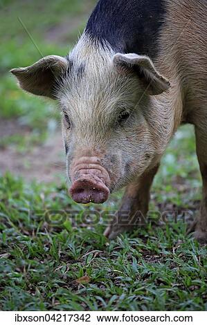 Domestic pig (Porcus domesticus), female, portrait, Pantanal, Mato Grosso, Brazil, South America View Large Photo Image Stock Image - Domestic pig (Porcus domesticus), female, portrait, Pantanal, Mato Grosso, Brazil, South America. Fotosearch