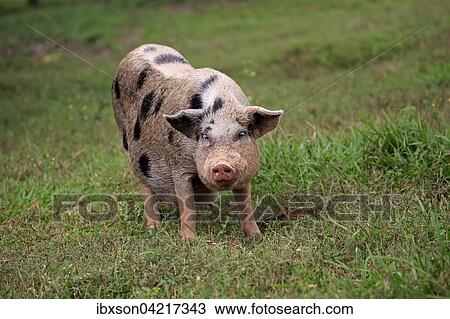 Domestic pig (Porcus domesticus), female, Pantanal, Mato Grosso, Brazil, South America View Large Photo Image Stock Image - Domestic pig (Porcus domesticus), female, Pantanal, Mato Grosso, Brazil, South America. Fotosearch
