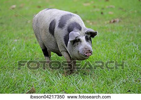 Domestic pig (Porcus domesticus), female, Pantanal, Mato Grosso, Brazil, South America View Large Photo Image Stock Image - Domestic pig (Porcus domesticus), female, Pantanal, Mato Grosso, Brazil, South America. Fotosearch