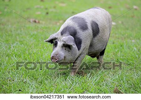 Domestic pig (Porcus domesticus), female, Pantanal, Mato Grosso, Brazil, South America View Large Photo Image Stock Image - Domestic pig (Porcus domesticus), female, Pantanal, Mato Grosso, Brazil, South America. Fotosearch