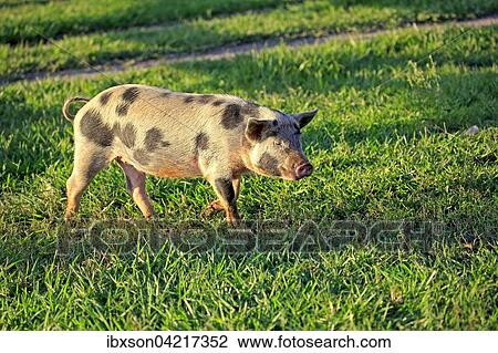 Domestic pig (Porcus domesticus), female, Pantanal, Mato Grosso, Brazil, South America View Large Photo Image Stock Image - Domestic pig (Porcus domesticus), female, Pantanal, Mato Grosso, Brazil, South America. Fotosearch
