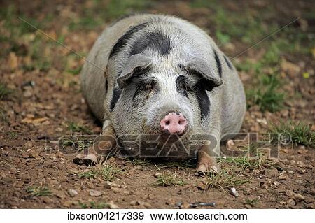 Domestic pig (Porcus domesticus), female, resting, Pantanal, Mato Grosso, Brazil, South America View Large Photo Image Stock Photo - Domestic pig (Porcus domesticus), female, resting, Pantanal, Mato Grosso, Brazil, South America. Fotosearch