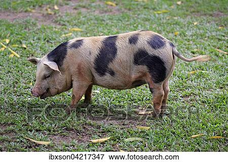 Domestic pig (Porcus domesticus), female, Pantanal, Mato Grosso, Brazil, South America View Large Photo Image Stock Photo - Domestic pig (Porcus domesticus), female, Pantanal, Mato Grosso, Brazil, South America. Fotosearch