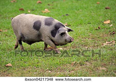 Domestic pig (Porcus domesticus), female, Pantanal, Mato Grosso, Brazil, South America View Large Photo Image Stock Photo - Domestic pig (Porcus domesticus), female, Pantanal, Mato Grosso, Brazil, South America. Fotosearch