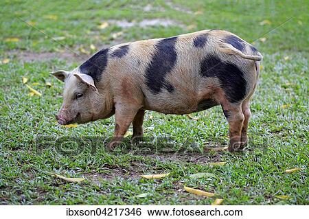 Domestic pig (Porcus domesticus), female, Pantanal, Mato Grosso, Brazil, South America View Large Photo Image Stock Photograph - Domestic pig (Porcus domesticus), female, Pantanal, Mato Grosso, Brazil, South America. Fotosearch