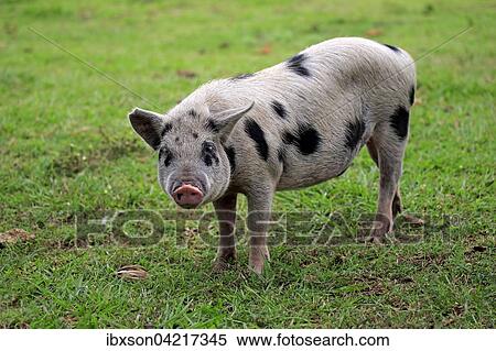 Domestic pig (Porcus domesticus), female, Pantanal, Mato Grosso, Brazil, South America View Large Photo Image Stock Photography - Domestic pig (Porcus domesticus), female, Pantanal, Mato Grosso, Brazil, South America. Fotosearch
