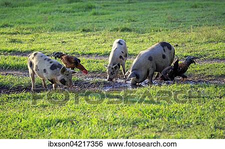 Stock Photograph - Domestic pigs (Porcus domesticus), group, females, drinking from a puddle, Pantanal, Mato Grosso, Brazil, South America. Fotosearch