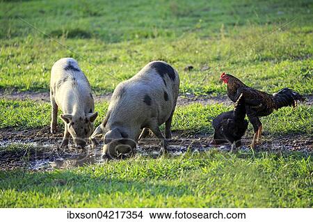Domestic pigs (Porcus domesticus), two females, drinking from a puddle, Pantanal, Mato Grosso, Brazil, South America View Large Photo Image Picture - Domestic pigs (Porcus domesticus), two females, drinking from a puddle, Pantanal, Mato Grosso, Brazil, South America. Fotosearch