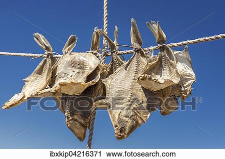 Stock Image - Drying fish, stockfish, Liseleje, North Zealand, Denmark, Europe. Fotosearch