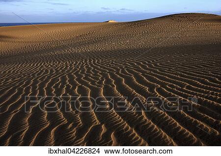 Dunes, sand dunes of Maspalomas, structures in the sand, nature reserve, evening light, Gran Canaria, Canary Islands, Spain, Europe View Large Photo Image Picture - Dunes, sand dunes of Maspalomas, structures in the sand, nature reserve, evening light, Gran Canaria, Canary Islands, Spain, Europe. Fotosearch