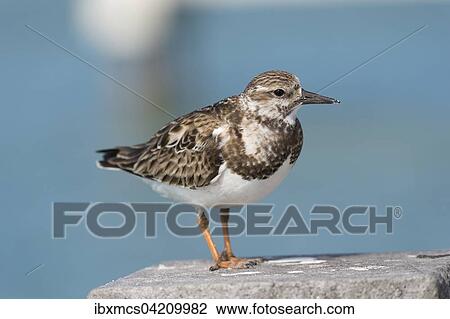 Dunlin (Calidris alpina), Florida, USA, North America View Large Photo Image Stock Image - Dunlin (Calidris alpina), Florida, USA, North America. Fotosearch
