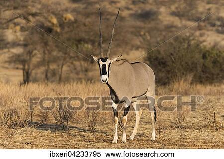 East African oryx (Oryx Beisa), Samburu National Reserve, Kenya, Africa View Large Photo Image Stock Photography - East African oryx (Oryx Beisa), Samburu National Reserve, Kenya, Africa. Fotosearch