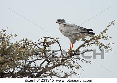 Stock Photography - Eastern chanting goshawk (Melierax poliopterus) on an umbrella thorn acacia (umbrella acacia tortilis), Etosha National Park, Namibia, Africa. Fotosearch