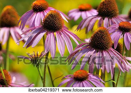 Eastern purple coneflower (Echinacea purpurea), North Rhine-Westphalia, Germany, Europe View Large Photo Image Stock Image - Eastern purple coneflower (Echinacea purpurea), North Rhine-Westphalia, Germany, Europe. Fotosearch