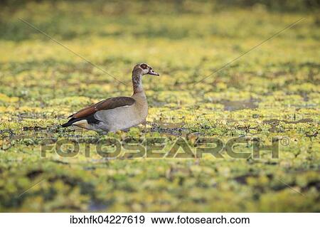 Egyptian goose (Alopochen aegyptiacus), in aquatic plants at a waterhole, South Luangwa National Park, Zambia, Africa View Large Photo Image Stock Photo - Egyptian goose (Alopochen aegyptiacus), in aquatic plants at a waterhole, South Luangwa National Park, Zambia, Africa. Fotosearch
