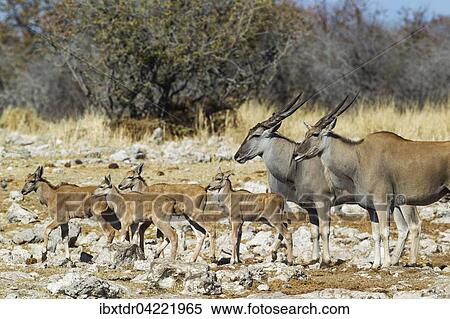 Eland (Taurotragus oryx), female on the right, male and four calves, on their way to a waterhole, Etosha National Park, Namibia, Africa View Large Photo Image Stock Photography - Eland (Taurotragus oryx), female on the right, male and four calves, on their way to a waterhole, Etosha National Park, Namibia, Africa. Fotosearch