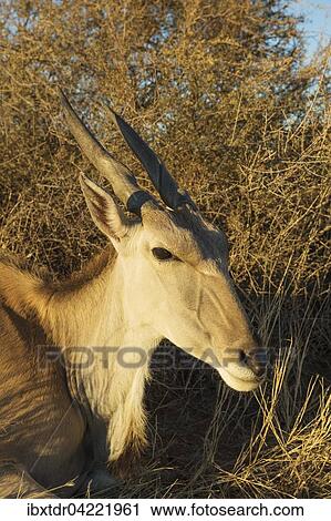 Eland (Taurotragus oryx), resting female, Kalahari Desert, Namibia, Africa View Large Photo Image Stock Image - Eland (Taurotragus oryx), resting female, Kalahari Desert, Namibia, Africa. Fotosearch