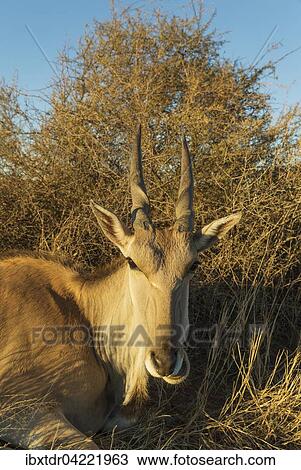 Eland (Taurotragus oryx), resting female, Kalahari Desert, Namibia, Africa View Large Photo Image Stock Image - Eland (Taurotragus oryx), resting female, Kalahari Desert, Namibia, Africa. Fotosearch
