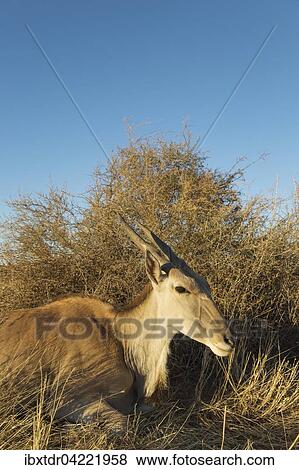 Eland (Taurotragus oryx), resting female, Kalahari Desert, Namibia, Africa View Large Photo Image Stock Photo - Eland (Taurotragus oryx), resting female, Kalahari Desert, Namibia, Africa. Fotosearch