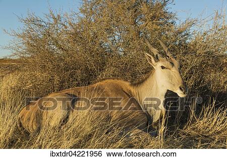 Stock Photograph - Eland (Taurotragus oryx), resting female in grassland, Kalahari Desert, Namibia, Africa. Fotosearch