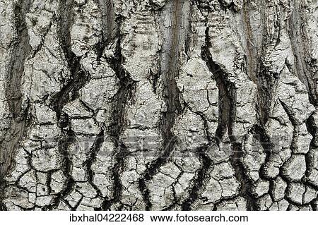 Elephant's foot (Beaucarnea stricta) tree bark View Large Photo Image Stock Photo - Elephant's foot (Beaucarnea stricta) tree bark. Fotosearch