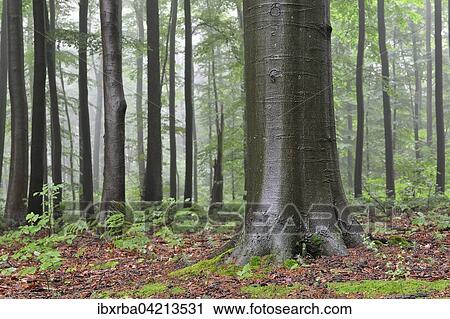 European beech trees (Fagus sylvatica), trunks, wet after rainfall, North Rhine-Westphalia, Germany, Europe View Large Photo Image Stock Image - European beech trees (Fagus sylvatica), trunks, wet after rainfall, North Rhine-Westphalia, Germany, Europe. Fotosearch
