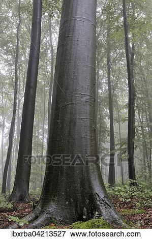 European beech trees (Fagus sylvatica), trunks, wet after rainfall, North Rhine-Westphalia, Germany, Europe View Large Photo Image Stock Photo - European beech trees (Fagus sylvatica), trunks, wet after rainfall, North Rhine-Westphalia, Germany, Europe. Fotosearch