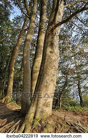 European beech trees (Fagus sylvatica), with hearts carved in there bark, Usedom Island, Mecklenburg-Western Pomerania, Germany, Europe View Large Photo Image Stock Photo - European beech trees (Fagus sylvatica), with hearts carved in there bark, Usedom Island, Mecklenburg-Western Pomerania, Germany, Europe. Fotosearch